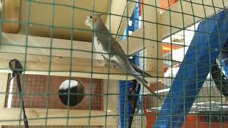 Cockatiel Companion in 16 mins Birds different sounds