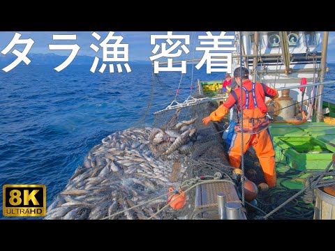 【タラ漁】牛滝地区の漁師に密着【青森県佐井村】8K