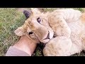 Lion Prides - #AskMeg | The Lion Whisperer