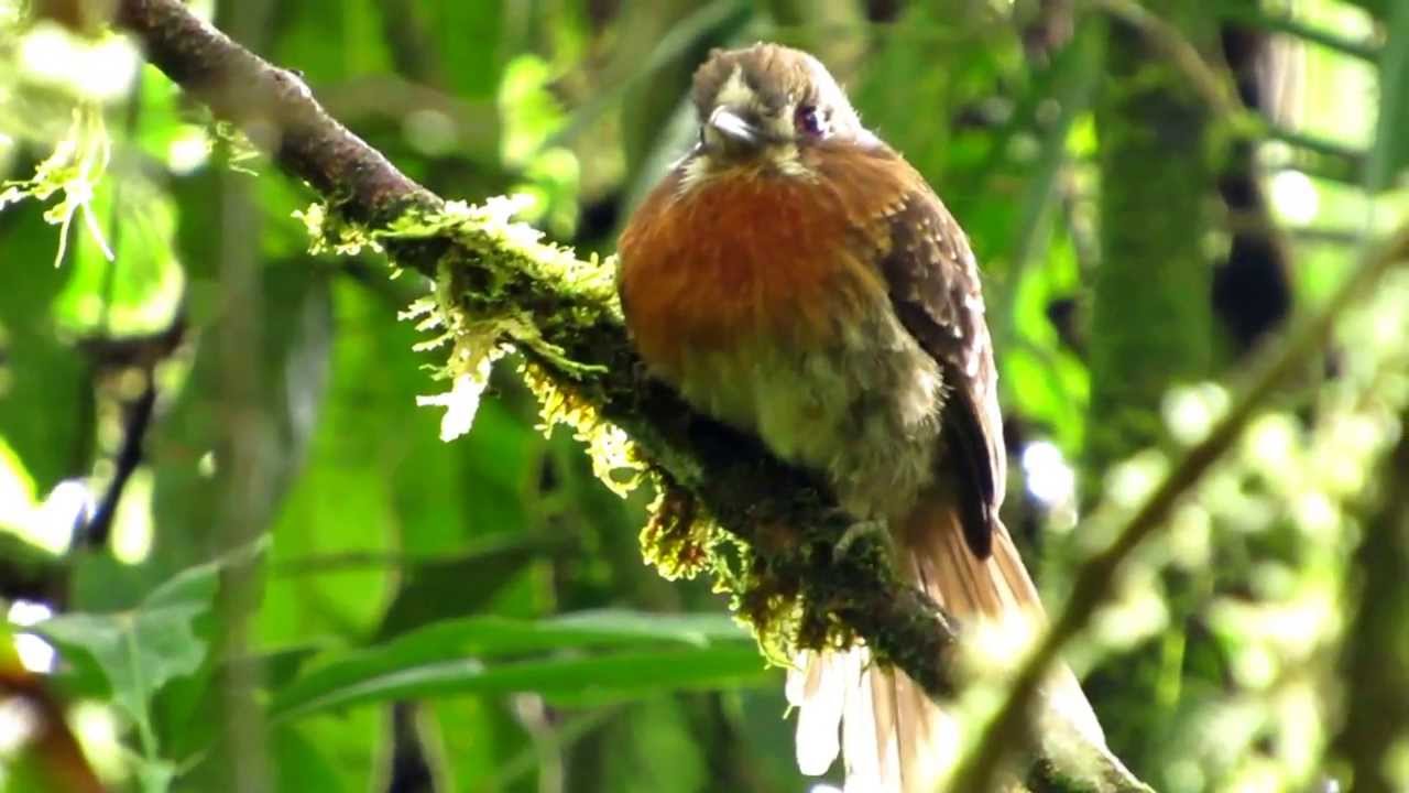 Near endemic, Moustached Puffbird, Malacoptila mystacalis, Mistrato, (Sutu)