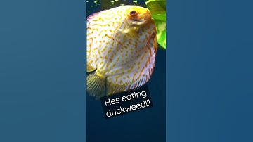 Thumbnail of A vegetarian discus fish. He's eating the duckweed!