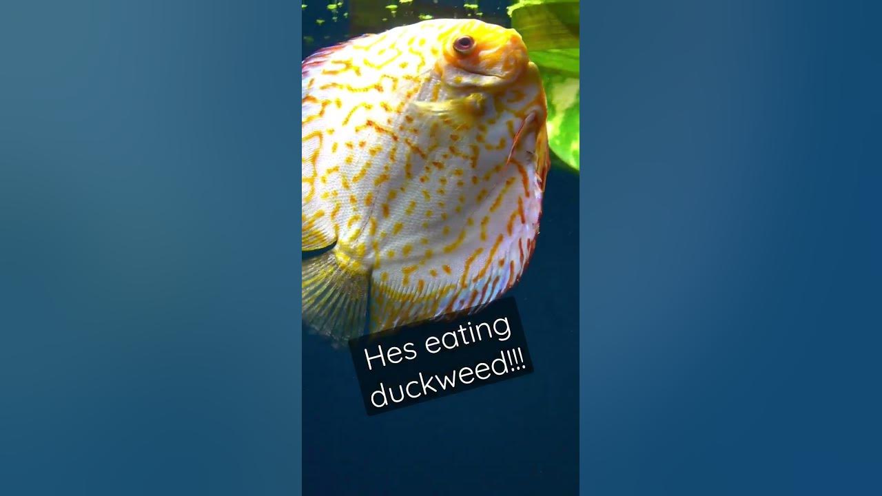 A vegetarian discus fish. He's eating the duckweed!