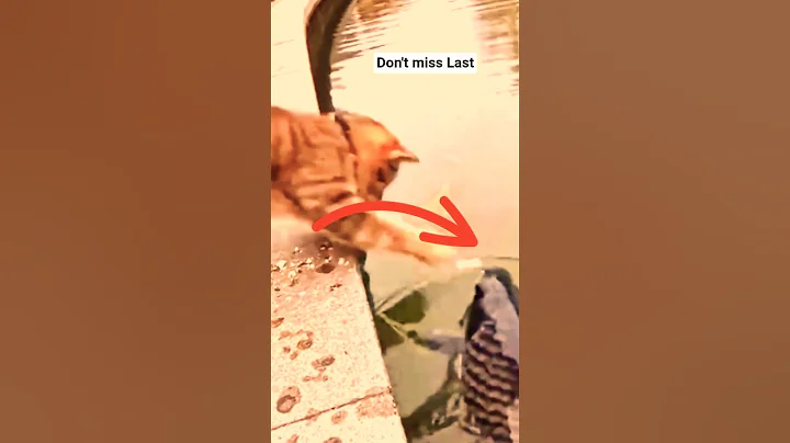 Video 11899941: hilarious cat show, cat fish funny, cats catch, best cat show