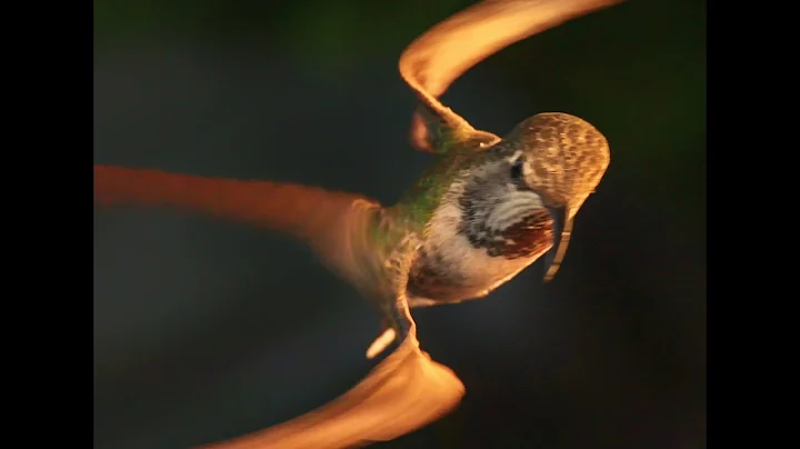 The magic of Hummingbirds - high speed camera