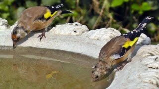 Goldfinch Bird Bath - Goldfinches 2014