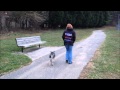 Baltimore Maryland Off Leash K9 Training, amazing obedience training Norwegian Elkhound Coyote Baltimore Maryland Off Leash K9 Training, amazing obedience training Norwegian Elkhound Coyote