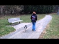 Baltimore Maryland Off Leash K9 Training, amazing obedience training  Norwegian Elkhound Coyote