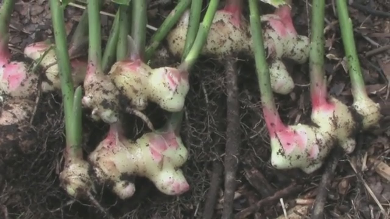 Planting Ginger, Growing Ginger, and Harvesting Ginger in a Home Garden