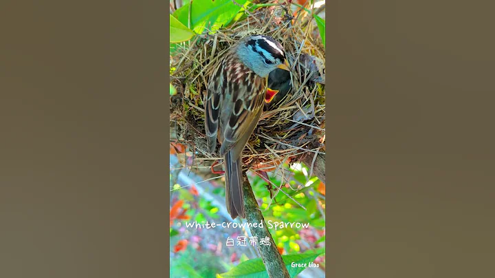 White-crowned Sparrow #wildbirds #birds #wildlife #nature #feeding #white-crownedsparrow