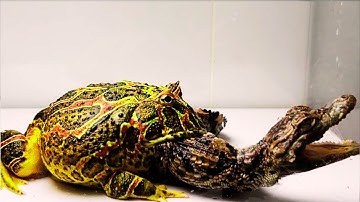 Secrets Revealed: The Horrifying Truth About Frogs Part 26