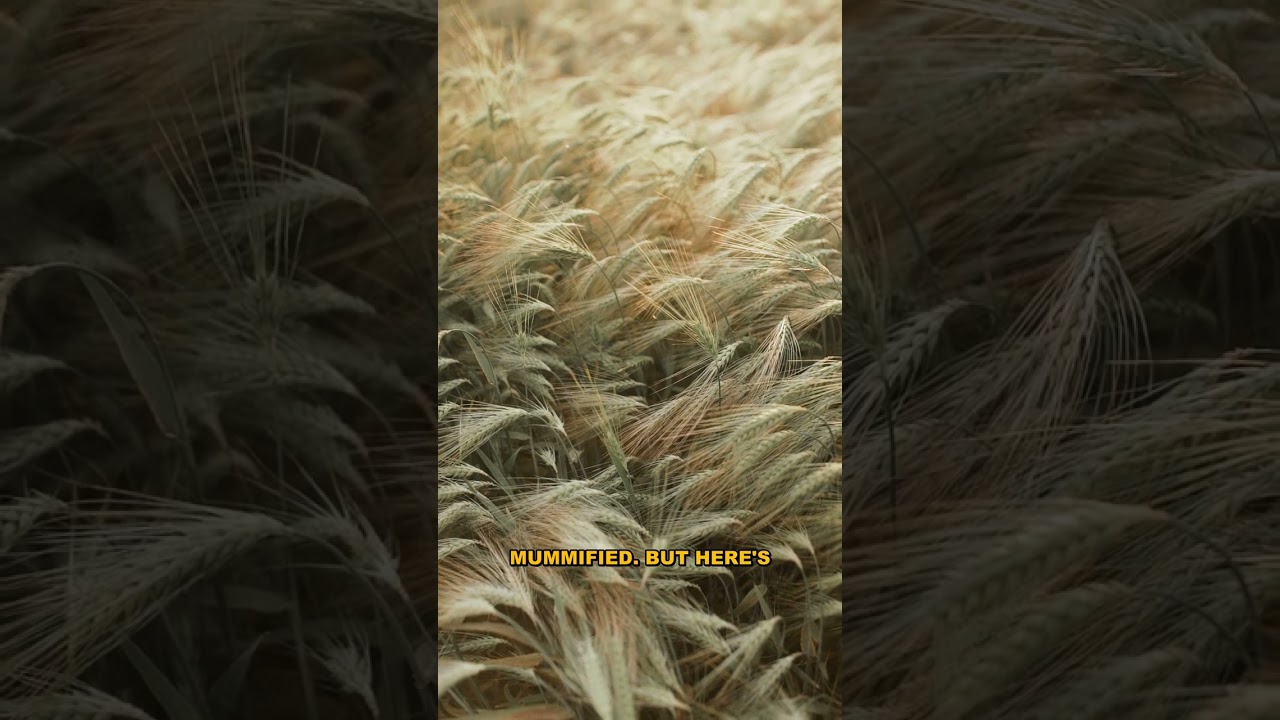 Chausie Cats: Jungle Hybrids with Ancient Roots