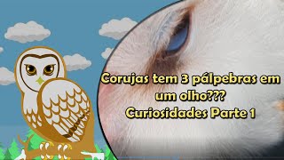 Curiosidades sobre corujas - Parte 1