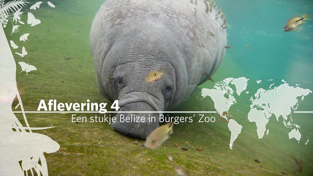 Project Mangrove: Een stukje Belize in Burgers' Zoo Aflevering 4