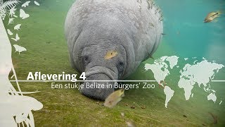 Project Mangrove Een Stukje Belize In Burgers Zoo Aflevering 4