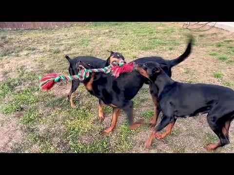 Video: Unterschied Zwischen Dobermann Und Beauceron