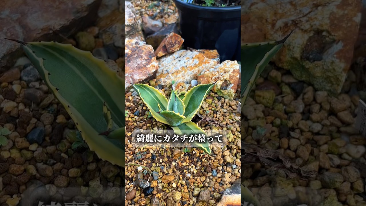 小さな斑入りの成長記録 #ロックガーデンdiy #リップルエフェクト