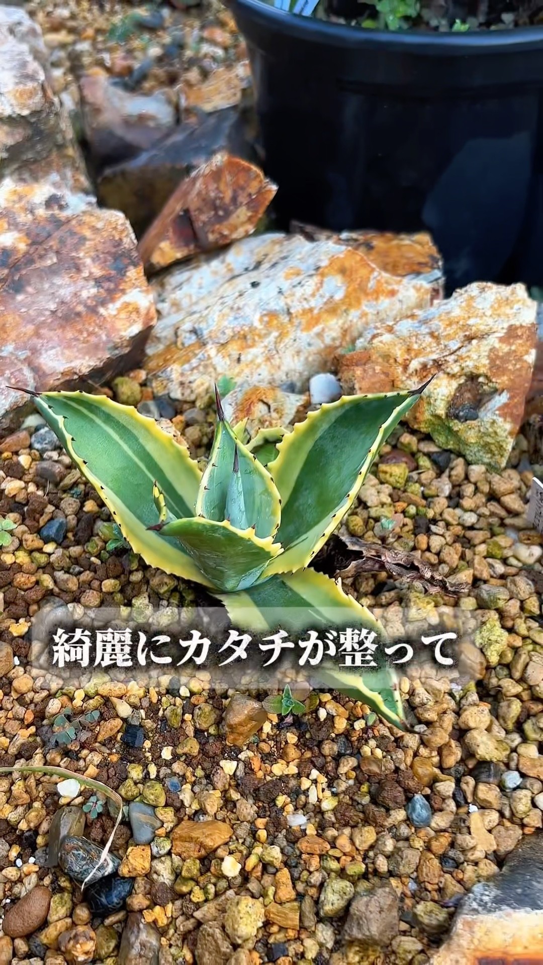 小さな斑入りの成長記録 #ロックガーデンdiy #リップルエフェクト
