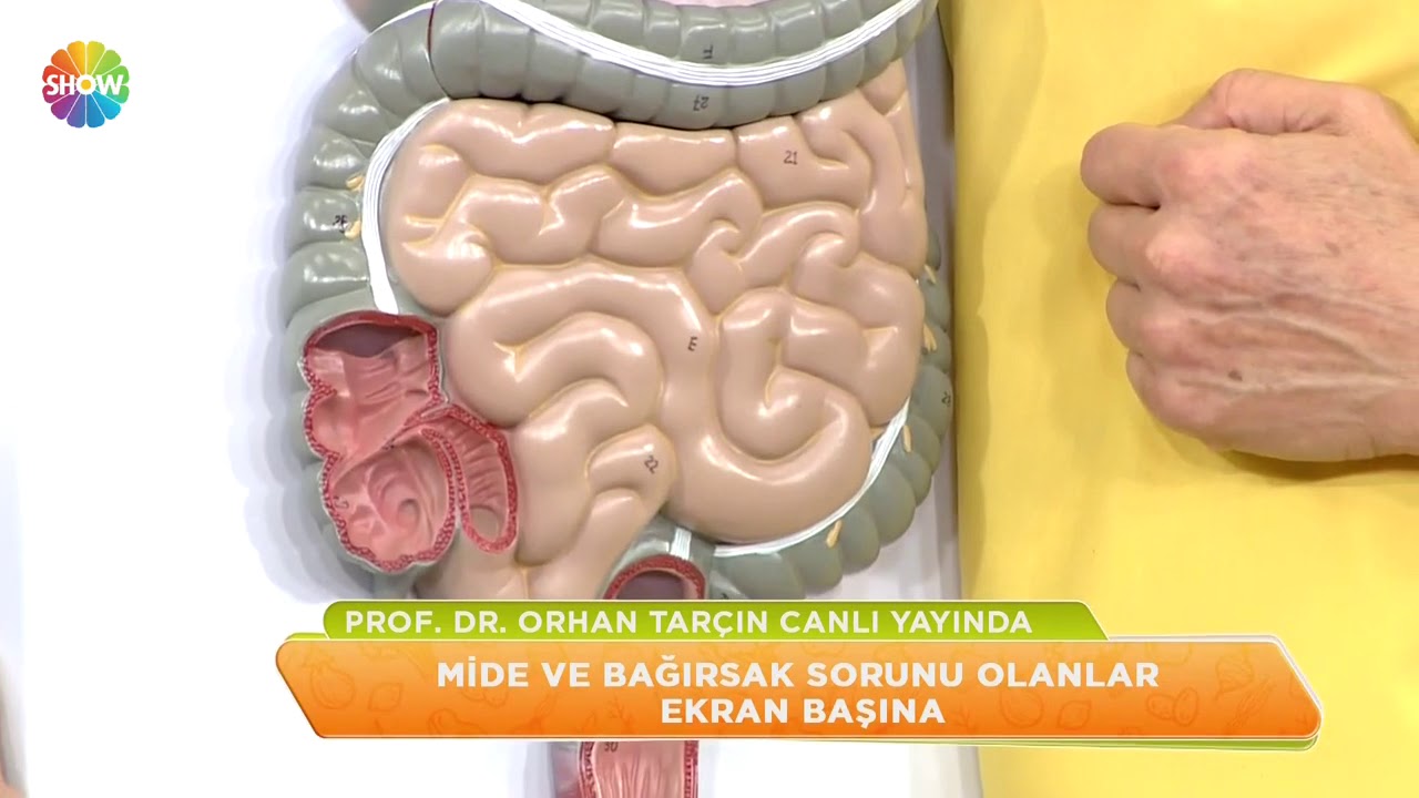 yetiskinlerde sarilik hastaligi nedir prof dr orhan tarcin youtube