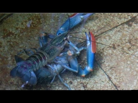 Video: Bagaimana cara lobster kawin?