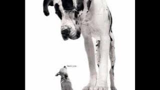 Boys-zakochałem się