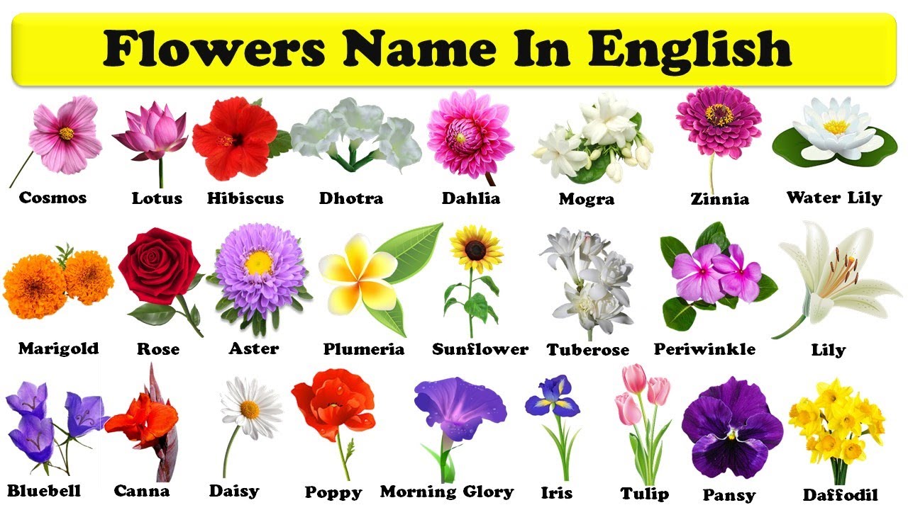 flowers names in english with pdf | learn flowers | flowers name in ...