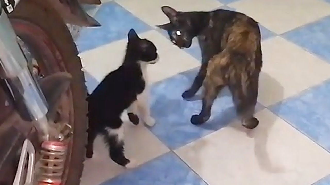 Cat Vs Kitten YouTube