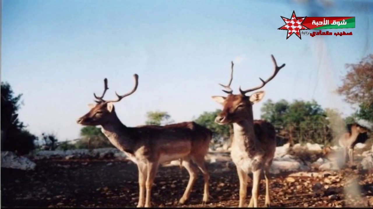 اغنية لواء الكورة غناء محمد الدومي وابراهيم بني يونس إخراج صهيب مقدادي شوق الأحبة