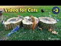 TV for Cats - Birds and Squirrels for Cats to Enjoy!