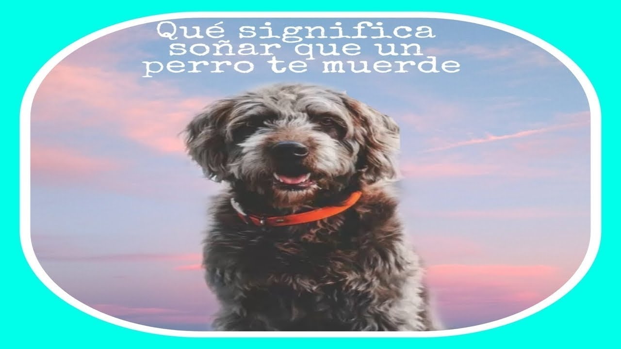Soñar Que Te Muerde Un Perro Pero No Te Duele www.youtube.com