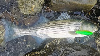 Top water Bass Cape Cod Canal