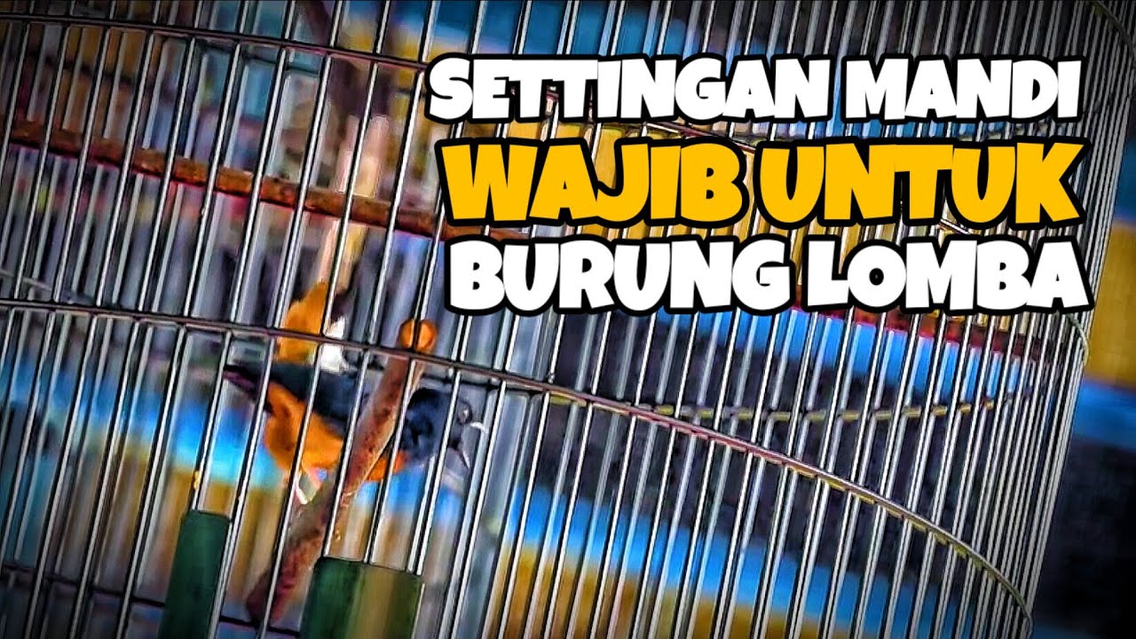 УСЛОВИЯ КУПАНИЯ ‼️ ОБЯЗАТЕЛЬНЫ ДЛЯ СОРЕВНОВАНИЙ ПТИЦА МУРАЙ БАТУ