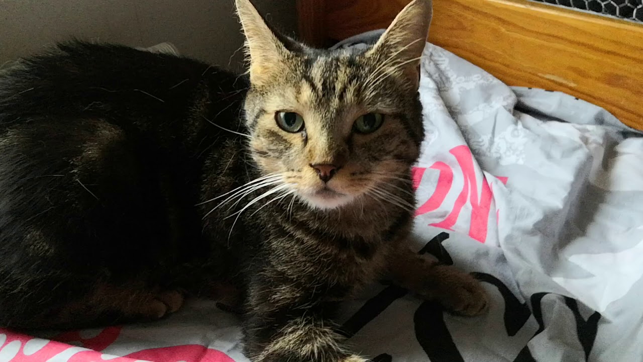 Elsa Gaming Je Vous Présente Mon Chat