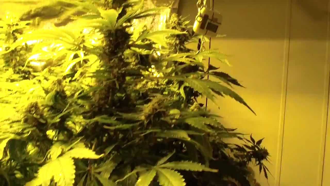 Michigan Medical Marihuana: Spacecandy@44 days flowering