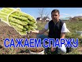 Сажаем спаржу. Как я это делаю.