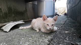 路地裏で子猫発見!撫で撫でしてたら他の猫も集まってきた。