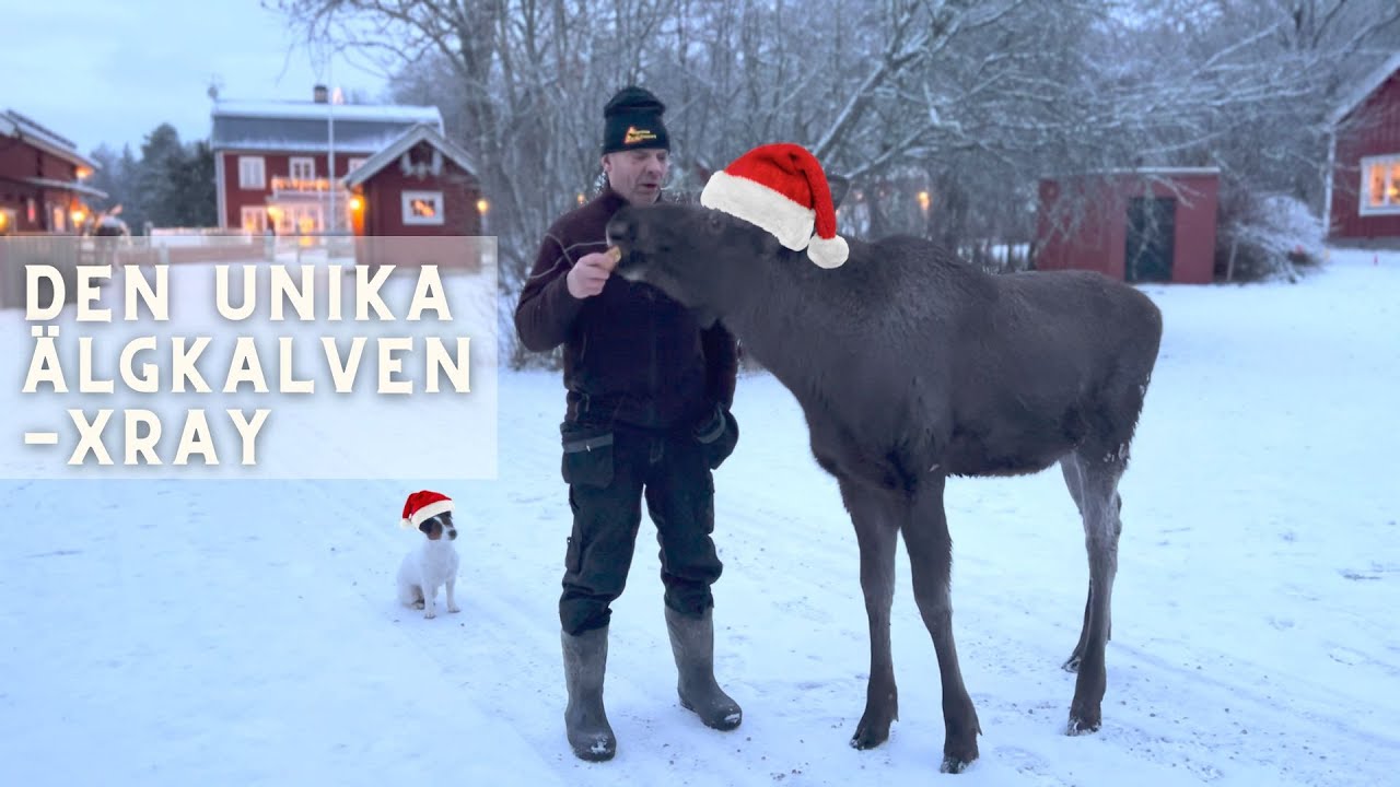 Xrays första möte med de andra älgarna