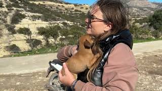 Freezing Puppy Abandoned In The Cemetery Is Safe With Me Now - Takis Shelter