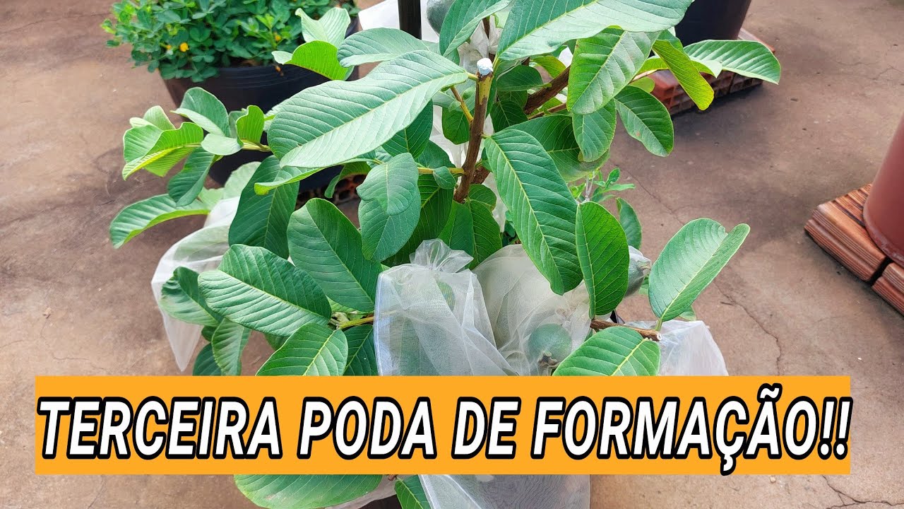 TERCEIRA PODA DE FORMAÇÃO DA GOIABEIRA CORTIBEL LM LISA VERMELHA | VÍDEO COMPLETO!!