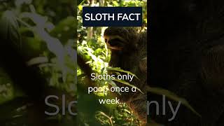 Sloths Are 13 What?