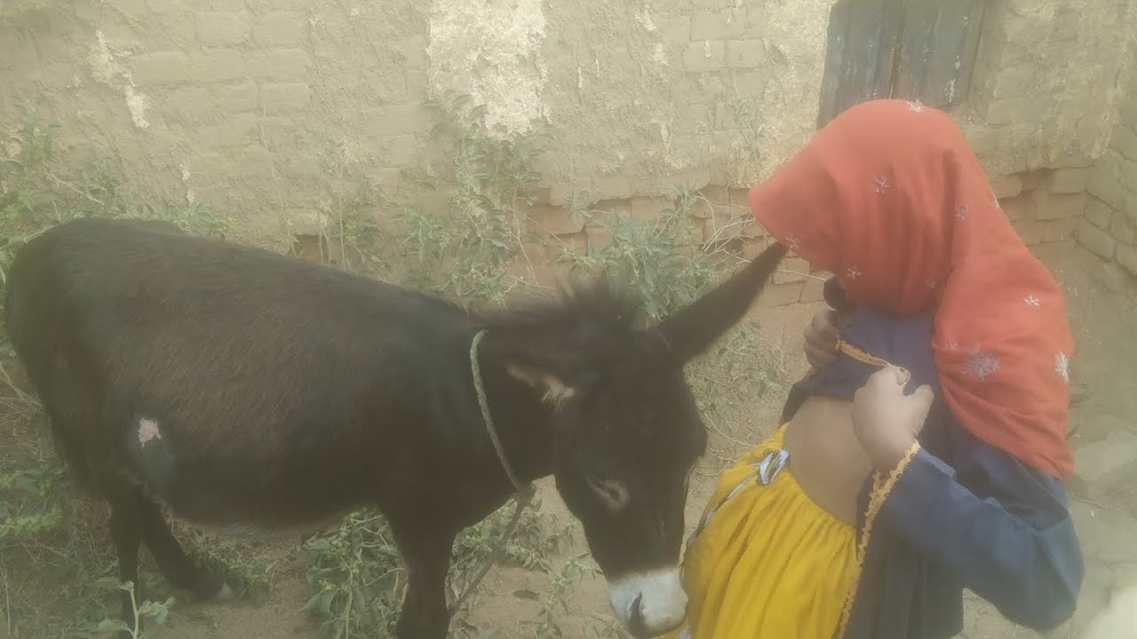 Donkey kong  🐴 donkey  🤣😂🤣#animals #cuteanimals  #goat #comedy #funnyanimals #funny  #comedy #donkey