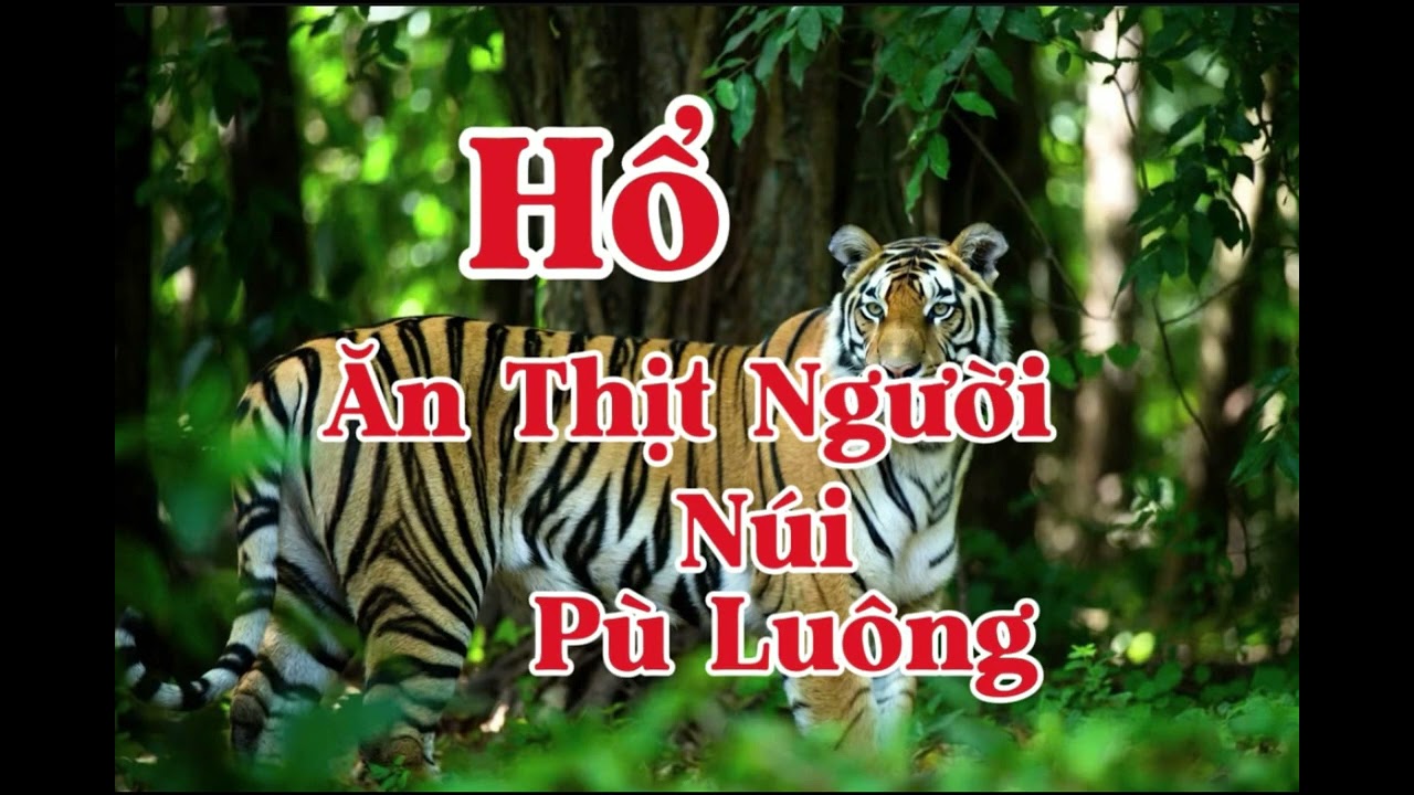 HỔ ĂN THỊT NGƯỜI NÚI PÙ LUÔNG | Lê Anh diễn đọc 