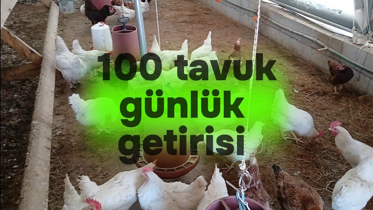 100 #tavuk günlük getirisi 260 tl..   yumurta toplama videosu .. #tavukçuluk #yumurtatoplama