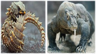 Top 5 Most Amazing Lizards in the World | Top 10 Central