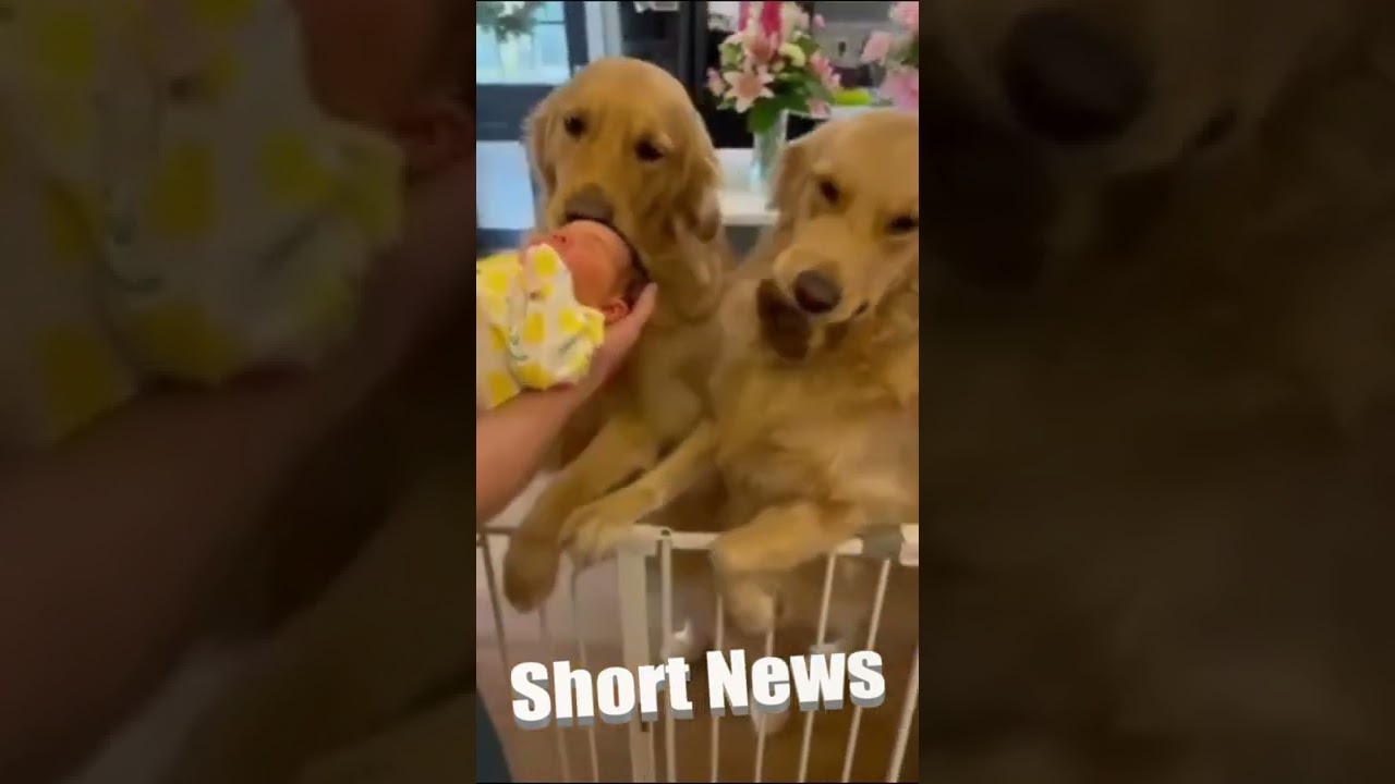 PUPPY LOVE: Devoted Dogs Lavish Baby With Kisses As They Welcome Her To Family