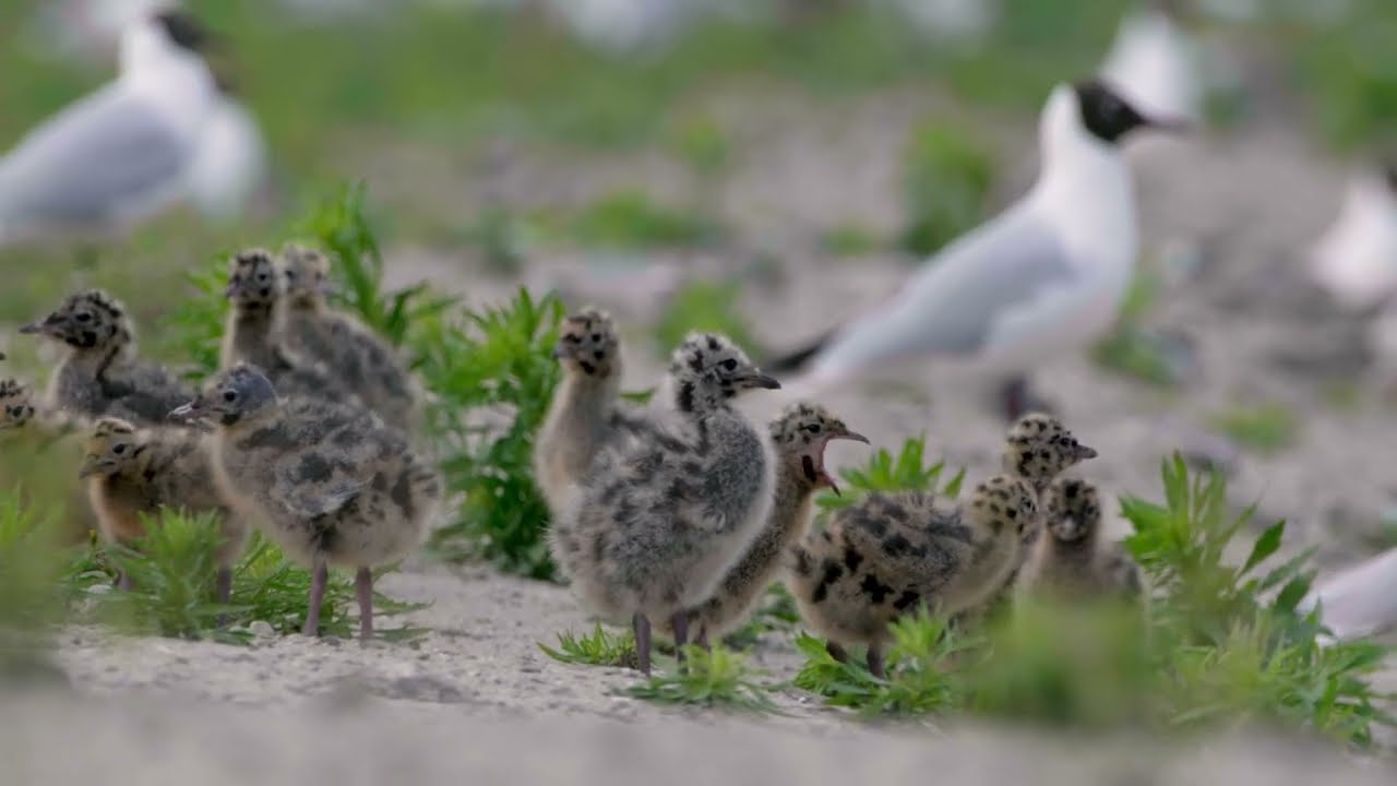 Bird Paradise of the Szczecin Lagoon – New Islands and Bird Conservation (Baltic Sea, Poland)