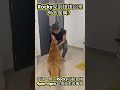 🐶 狗狗到底有多爱你？Rocky看到我回家直接开心到飞起来❤️ #Rocky #黃金獵犬 #GoldenRetriever #狗狗日常 #毛小孩 #寵物日常 #回家時刻 #狗狗撒嬌 #療癒影片