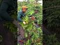 Panen kopi dengan kearifan #farming #agrikultur #nature #teknikpertanian #satisfying