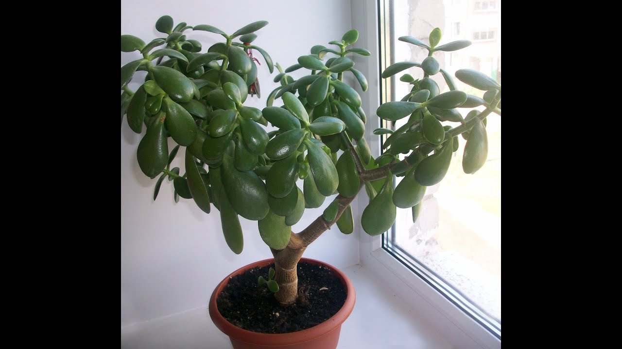 Молодые саженцы денежного дерева в горшках