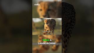 The fastest land animal on Earth gets robbed of its own food after every single hunt. 🐆