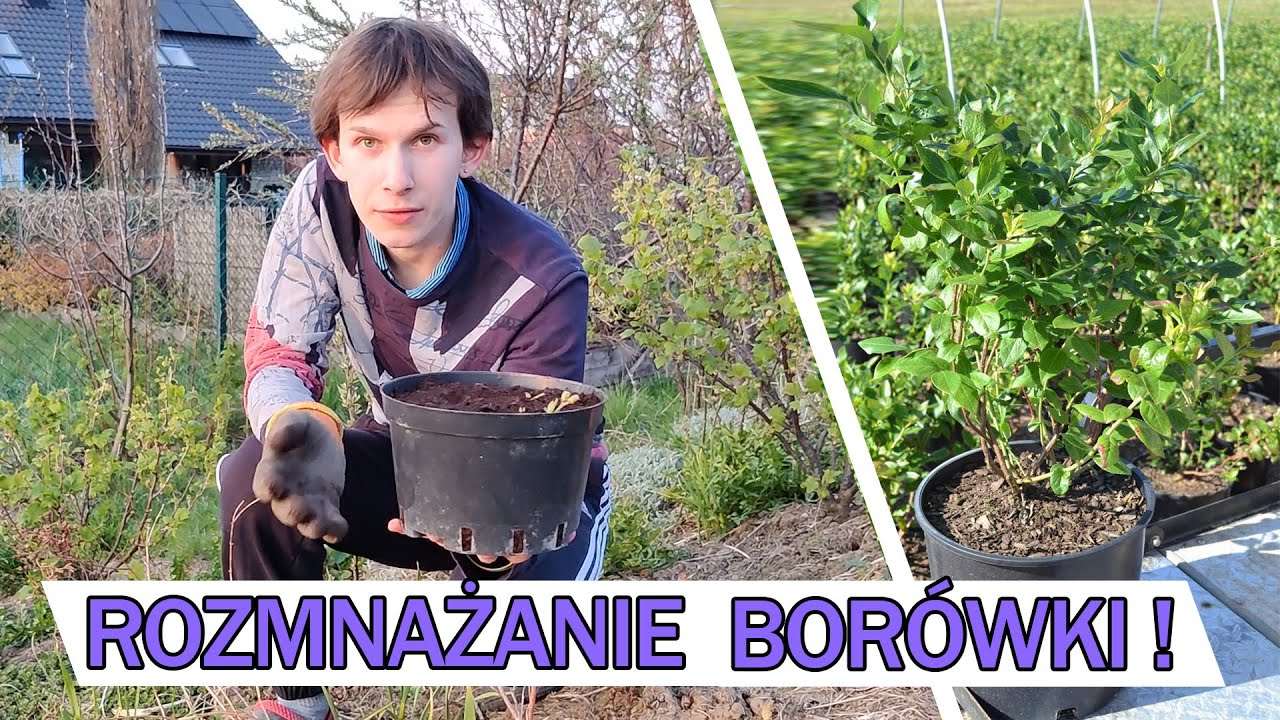 ROZMNAŻANIE BORÓWKI, łatwy i szybki sposób!